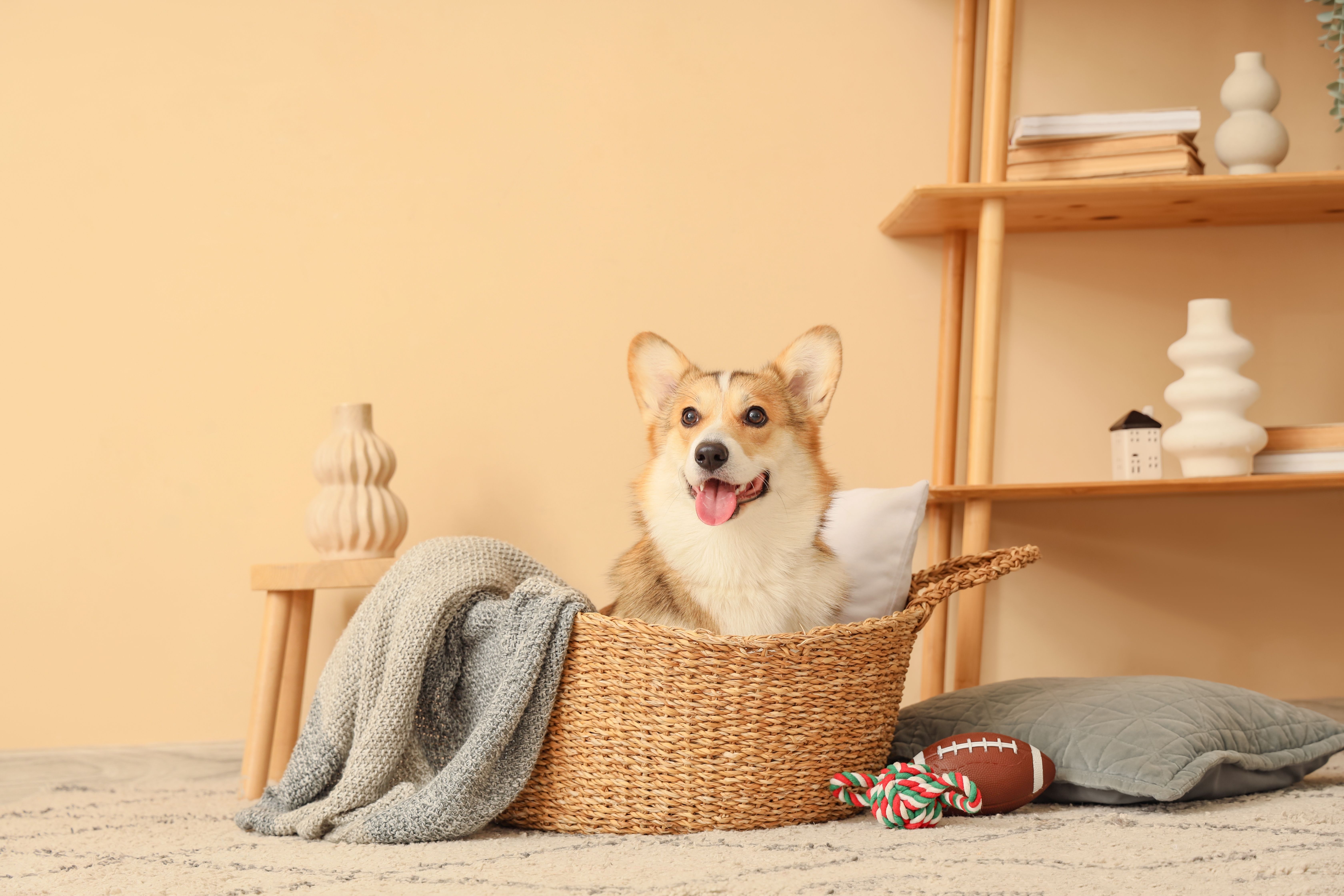 shutterstock_2564428601